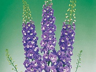 Дельфиниум высокий (Aurora F1)