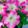 Петуния крупноцветковая (Petunia grandiflora)