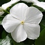 Катарантус розовый ампельный (Vinca rosea)
