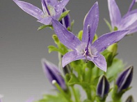 Колокольчик гарганский (Filligree)