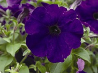 Петуния ампельная гибридная (Plush F1)