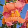 Львиный зев (Антирринум) большой (Antirrhinum majus)