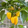 Перец летний (Capsicum annuum)
