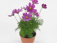 Космея дваждыперистая (Casanova)