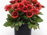 Гайлардия остистая крупноцветковая (Mesa F1) Гайлардия остистая крупноцветковая (Mesa F1)