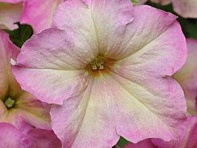 Петуния крупноцветковая (Sophistica F1)