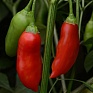 Перец ягодный (Capsicum baccatum)