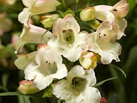 Пенстемон Хартвига (Arabesque)