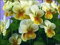 Виола рогатая (Valentina F1)