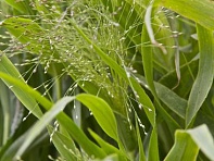 Просо изящное (FROSTED EXPLOSION)