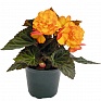 Бегония клубневая махровая (Begonia tuberhybrida)