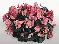 Бегония вечноцветущая (бронзовая листва) (Cocktail — Gin F1)