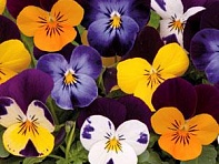 Виола рогатая (Sorbet XP F1) Виола рогатая (Sorbet XP F1)