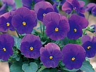 Виола рогатая (Floral Power F1)