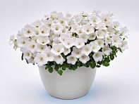 Колокольчик карпатский (Pearl)