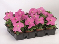 Петуния крупноцветковая (Bravo F1)