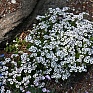 Гипсофила ясколковидная (Gypsophila cerastioides)