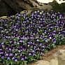 Виола рогатая (Viola cornuta)