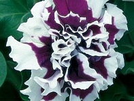 Петуния крупноцветковая махровая (Pirouette F1)