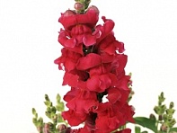 Львиный зев (Антирринум) большой (Snaptastic F1)