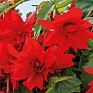 Бегония гибридная ампельная (зеленая листва) (Begonia hybrida)