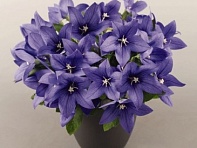 Платикодон крупноцветковый (Pop Star) Платикодон крупноцветковый (Pop Star)