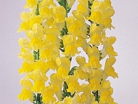 Львиный зев (Антирринум) большой (Monaco F1)