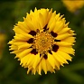 Кореопсис крупноцветковый (Coreopsis grandiflora)