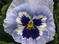 Виола виттрока