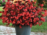 Бегония гибридная (бронзовая листва) (Megawatt F1)