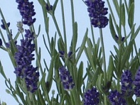 Лаванда узколистная (Ellagance)