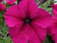 Петуния крупноцветковая (Prism F1)