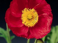 Мак голостебельный (Pulchinella)