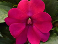 Бальзамин гибридный межвидовой (Solarscape F1) Бальзамин гибридный межвидовой (Solarscape F1)