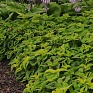 Колеус гибридный (Coleus х hybrida)
