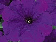 Петуния многоцветковая (Mirage F1)