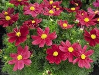 Космея дваждыперистая (Casanova)