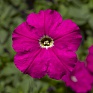 Петуния многоцветковая (генетически компактная) (Petunia multiflora)