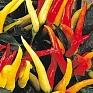 Перец летний (Capsicum annuum)