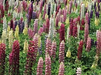 Люпин многолистный (Lupini)