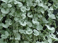 Дихондра серебристая (ползучая) (Silver Falls)
