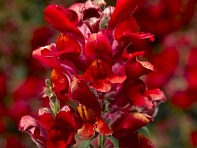 Львиный зев (Антирринум) большой (Snaptini F1)