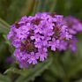 Вербена жесткая (Verbena rigida)