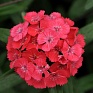 Гвоздика турецкая (Dianthus barbatus)