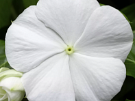 Катарантус розовый ампельный (Cora Cascade F1)