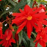 Бегония гибридная ампельная (зеленая листва) (Begonia hybrida)