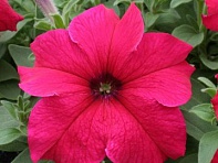 Петуния крупноцветковая (Prism F1)