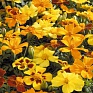 Бархатцы отклоненные (Tagetes patula)