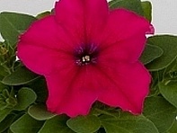 Петуния многоцветковая (генетически компактная) (Espresso F1)