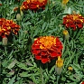 Бархатцы отклоненные (Tagetes patula)